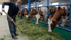 Сибирские учёные создали комплекс для выявления кетоза у КРС